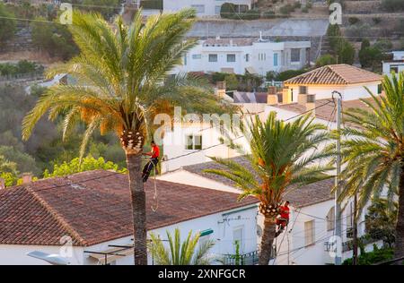 Baumpfleger beschneiden die Kronen von Palmen in Altea La Vella, Provinz Alicante, autonome Gemeinschaft Valencia, Spanien am 31.7.2024 *** Baumpfleger beschneiden die Kronen von Palmen in Altea La Vella, Provinz Alicante, autonome Gemeinschaft Valencia, Spanien am 31 7 2024 Stockfoto