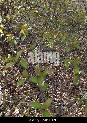 Blackhaw (Viburnum prunifolium) Plantae Stockfoto