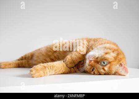 Süße Ingwerkatze, die nah auf dem Tisch liegt Stockfoto