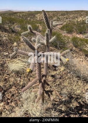 Cane cholla (Cylindropuntia spinosior) Plantae Stockfoto