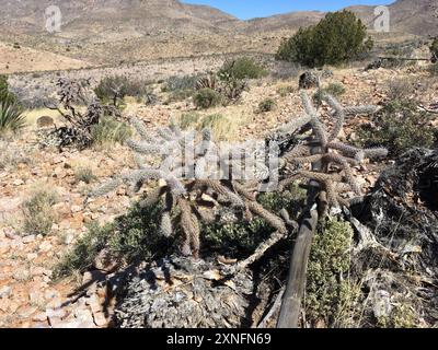 Cane cholla (Cylindropuntia spinosior) Plantae Stockfoto