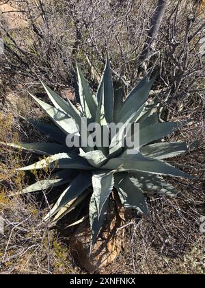 Havard's Century Plant (Agave havardiana) Plantae Stockfoto