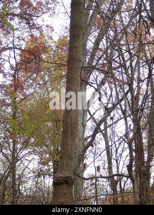 Bitternut Hickory (Carya cordiformis) Plantae Stockfoto