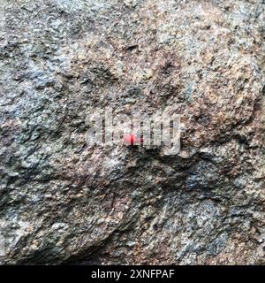 (Leptocoris vicinus) Insecta Stockfoto