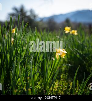Wunderschöne gelbe wilde Narzissen mit grünen Blättern auf einer Wiese in Cades Cove im Great Smokey Mountains National Park in Tennessee. Stockfoto