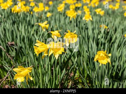 Viele schöne gelbe wilde Narzissen mit grünen Blättern auf einer Wiese in Cades Cove im Great Smokey Mountains National Park in Tennessee. Stockfoto