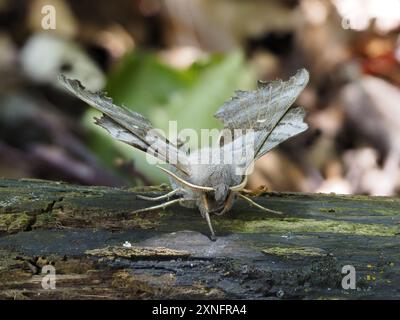 Laothoe populi, die Pappel-Falkenmotte, die auf einem Baumstamm ruht. Stockfoto