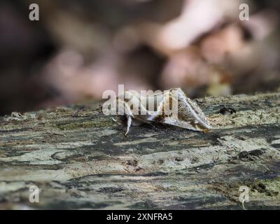 Eine Bogenmotte, Habrosyne pyritoides, ruht auf einem Baumstamm. Stockfoto