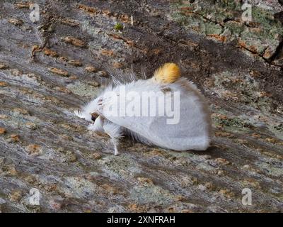 Sphrageidus similis, eine Gelbschwanzmotte, Goldschwanzmotte oder Schwan-Motte. Stockfoto