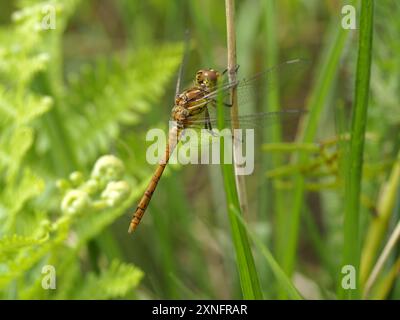 Eine weibliche, gewöhnliche Dart-Libelle, Sympetrum striolatum, die auf einem Schilfstiel ruht. Stockfoto