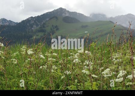 Ein lebendiges Blumenfeld erstreckt sich im Vordergrund vor der majestätischen Bergkulisse Südbayerns. Die Szene fängt die na ein Stockfoto