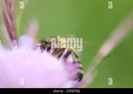 Eine traumhafte Makroaufnahme einer mit Pollen bedeckten Biene, die die komplizierten Details und leuchtenden Farben hervorhebt. Das Bild fängt das Wesen der Natur und der Natur ein Stockfoto