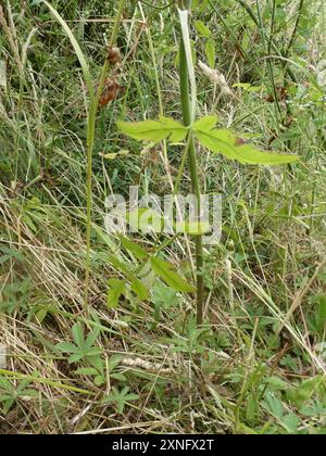 SteinPetersilie (Sison amomum) Plantae Stockfoto