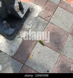 Große grüne Grasshopper (Chondracris rosea) Insecta Stockfoto