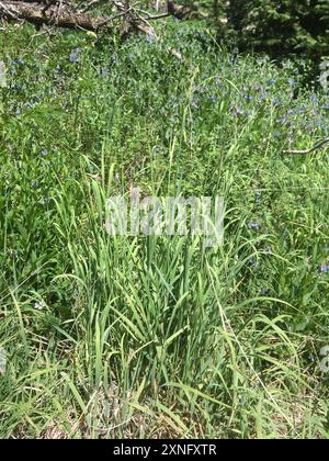 kanadische Blaugelenke (Calamagrostis canadensis) Plantae Stockfoto