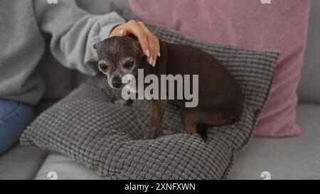 Eine Frau streichelt ihren chihuahua auf einer Couch zu Hause sanft und zeigt Gesellschaft und häusliches Leben. Stockfoto