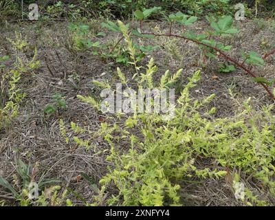 Red Bartsia (Odontites vernus) Plantae Stockfoto