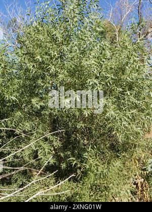 Gooddings Weide (Salix gooddingii) Plantae Stockfoto