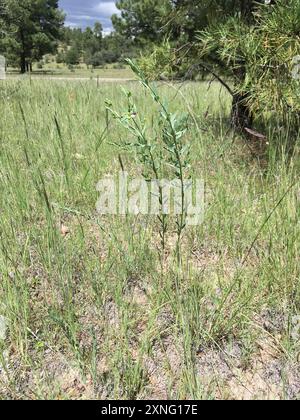 Bergsporne (Euphorbia chamaesula) Plantae Stockfoto