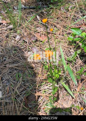 Orangenmilchkraut (Polygala lutea) Plantae Stockfoto