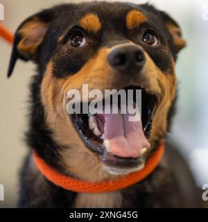 Fröhlicher und lächelnder Mischling-Schwarzer und brauner Hund im Tierheim Stockfoto