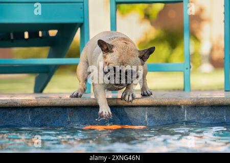 Tan French Bulldogge, die im Pool nach einem orangen Spielzeug greift und versucht, es rauszuholen Stockfoto