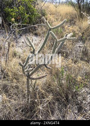 Cane cholla (Cylindropuntia spinosior) Plantae Stockfoto