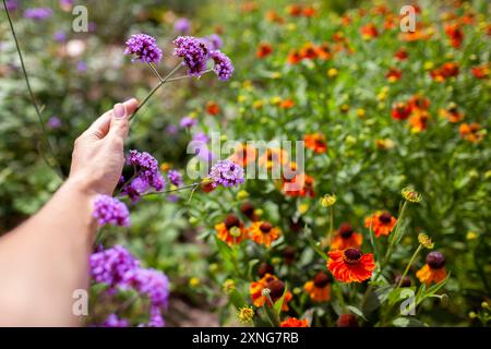 Nahaufnahme von Helen- und Verbena bonariensis-Blüten, die im Sommergarten blühen. Gärtner Frau genießt die Blüte Stockfoto