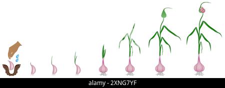 Wachstumszyklus einer Pflanze eines Knoblauchs isoliert auf weißem Hintergrund. Stock Vektor