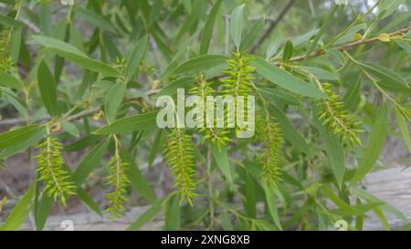 Gooddings Weide (Salix gooddingii) Plantae Stockfoto