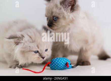 Zwei blauäugige, punktförmige Kätzchen spielen mit einem blauen Stoffmaus Stockfoto