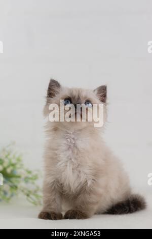 Ein blauäugiges Kätzchen in der Punktfarbe sitzt auf weißem Hintergrund und schaut nach oben Stockfoto