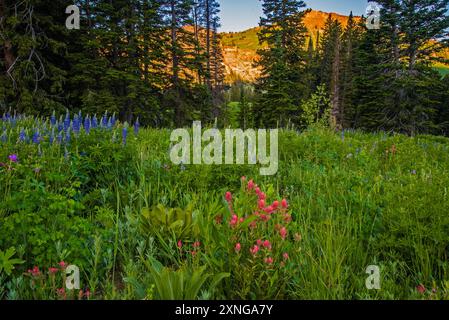 Frühsommer im Albion Basin im Norden Utahs, USA. Üppige Wildblumenblüten sorgen für eine spektakuläre Szene im Mittel- bis Spätsommer. Stockfoto