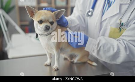 Erwachsene Tierärztin untersucht einen chihuahua Hund im Klinikraum mit Sorgfalt und Professionalität. Stockfoto