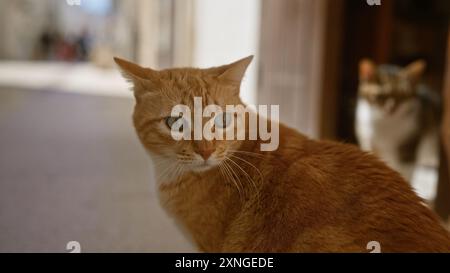 Eine Nahaufnahme einer Ingwerkatze mit grünen Augen, die draußen mit einer anderen Katze im Hintergrund sitzt und einen aufmerksamen und aufmerksamen Ausdruck in einer Natur festnimmt Stockfoto