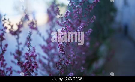 Wunderschöne leptospermum Scoparium Blumen, allgemein bekannt als manuka, zeigen leuchtend rosa Blüten im Freien in apulien, italien an einem sonnigen Tag. Stockfoto