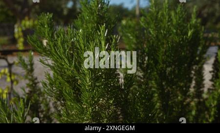 Ein lebendiger Zweig Rosmarin rosmarinus officinalis blüht im Freien in der süditalienischen Region apulien und fängt das Wesen des mittelmeers ein Stockfoto