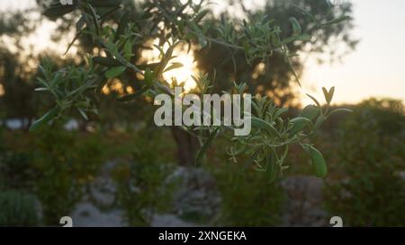 Olivenzweige mit grünen Blättern werden in einem Olivenhain im Süden von apulien fotografiert, während die Sonne im Hintergrund untergeht. Stockfoto