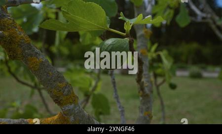 Ein Feigenbaum mit einer Reifen Feige und grünen Blättern, die im Freien in apulien, italien, aufgenommen wurden und die natürliche Umgebung mit lebendigen Details hervorheben Stockfoto