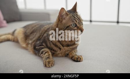 Eine entspannte Tabby-Katze loungiert auf einer hellen Couch in einem modernen Innenraum und bietet eine ruhige und friedliche Innenumgebung. Stockfoto