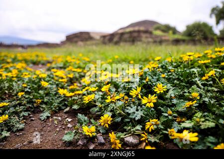 Archäologische Zone von Teotihuacan, der Stadt mit den größten Pyramiden in Mesoamerika im Bundesstaat Mexiko. Pyramide der Sonne in San Juan Teotihuacan Mexiko und Pyramide des Mondes in San Martin de las Pirámides Mexiko, gelbe Blumen Flores amarillas. (Foto: Luis Gutierrez/ Norte Photo) Zona Arqueológica de Teotihuacán, la ciudad con las Pirámides más grandes de Mesoamérica en Estado de México. Pirámide del Sol en San Juan Teotihuacán Mexico y Pirámide de la Luna en San Martín de las Pirámides Mexico, la Serpiente Emplumada o Quetzalcóatl y Palacio de Quetzalpapálotl. Basamento pi Stockfoto