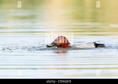 Pochard, Aythya ferina, alleinerwachsener Mann, drake, Schwimmen auf Wasser, Hortobagy, Ungarn, 2. Mai 2024 Stockfoto