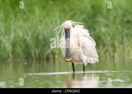 Eurasian Löffelschnabel, Platalea leucorodia, alleinerwachsener Water, Hortobagy, Ungarn, 3. Mai 2024 Stockfoto