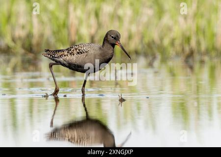 Gefleckter Rotschenkel, Tringa erythropus, Erwachsener im Sommergefieder, Spaziergang im Flachwasser, Hortobagy, Ungarn, 29. April 2024 Stockfoto