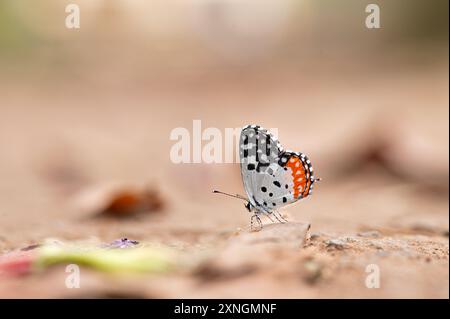 Roter pierrot-Schmetterling, der auf dem Boden ruht. Selektiver Fokus auf den Schmetterling und Hintergrundunschärfe mit Kopierraum. Wissenschaftlich gesehen Talicada nyseus. Stockfoto