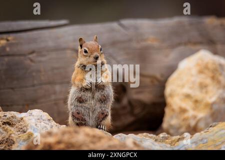 Golden Mantled Ground Eichhörnchen (Callospermophilus lateralis) in der Last Chance Mine in der Nähe von Crfeede, CO, USA Stockfoto