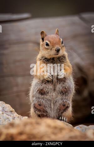 Golden Mantled Ground Eichhörnchen (Callospermophilus lateralis) in der Last Chance Mine in der Nähe von Crfeede, CO, USA Stockfoto