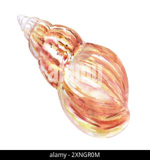 Muschelisolat der Unterwasserwelt in Aquarell gehaucht. Rosy Wolf Schnecke Muschel mit glatter, spiralförmiger Form in gepunkteter Farbe. Wunderschöne Meeresschnecken Stockfoto