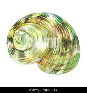 Muschelisolat der Unterwasserwelt in Aquarellen. Turboschale, Moon Sea Shell in glatter, runder, spiralförmiger Form mit grünen und braunen Flecken. Wunderschönes Meer Stockfoto