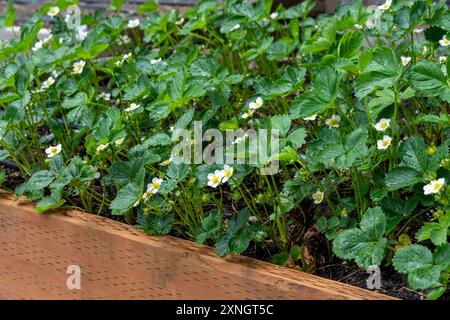Issaquah, Washington, USA. Hochbeet von Erdbeeren in Blüte. Stockfoto